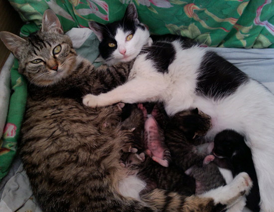 幸福的猫咪妈妈和孩子们