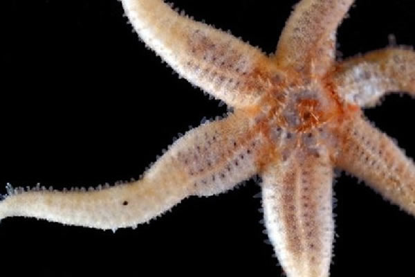 英国国家海洋学中心深潜器拍摄到奇异的“海星”游动在深海热液喷口处