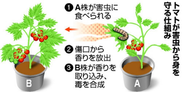 日本科学家揭示植物用气味传递虫害信息的成因