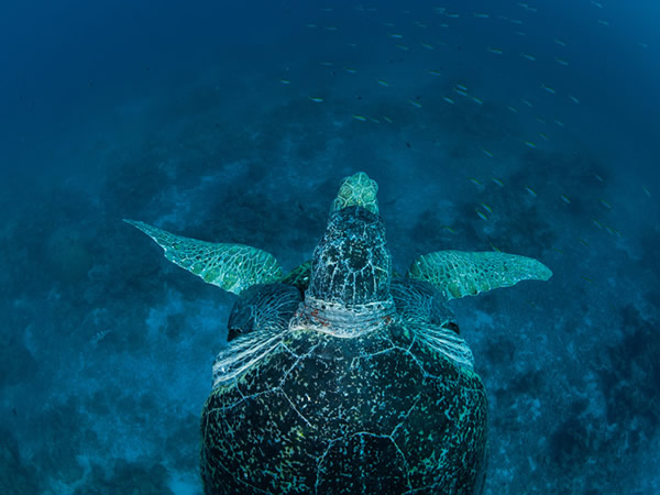 欧罗帕岛一只母绿蠵龟被它的伴侣紧拥在怀，漂游在欧罗帕环礁的湛蓝海域。这里是濒危的绿蠵龟重要的繁殖区。 Photograph by Thomas P. Pesch