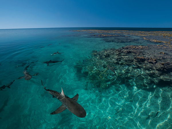 印度礁加拉巴哥鲨虽然得名自达尔文观察生物演化的加拉巴哥群岛，但其实它们出现在世界各地的热带海洋礁石带。在印度礁的泻湖保护区里出没的鲨鱼几乎全是加拉巴哥鲨；生物学