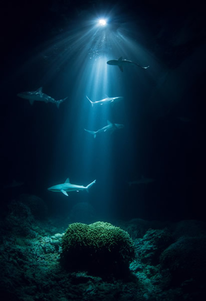 印度礁这座泻湖很可能为加拉巴哥幼鲨提供了安全的避风港，在它们准备好面对开放海域的重重挑战前，保护它们不受成年鲨鱼捕食。 Photograph by Thomas