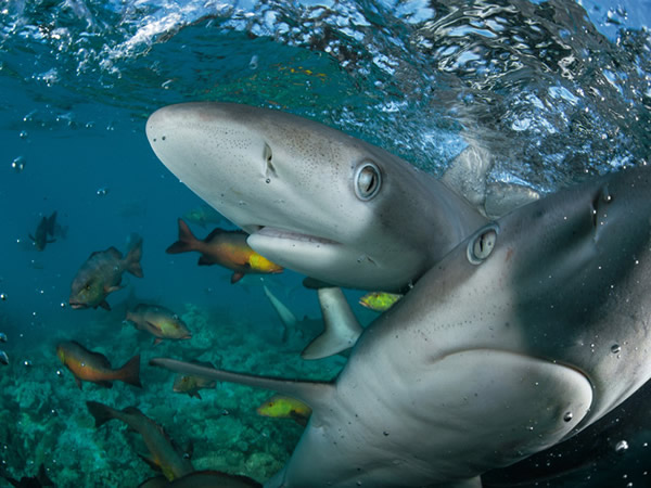 印度礁泻湖里的加拉巴哥幼鲨以鼻子碰触相机。汤玛斯．帕斯查克说，两座环礁相对未受人类干扰的礁石是海洋生态的基准点。 「在印度洋的其他地方，我看到的都是相对于这里它