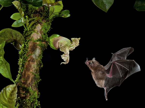 这朵花的形状与暴露的生长位置都是为了迎合蝙蝠的耳朵。 Photograph by Merlin D. Tuttle