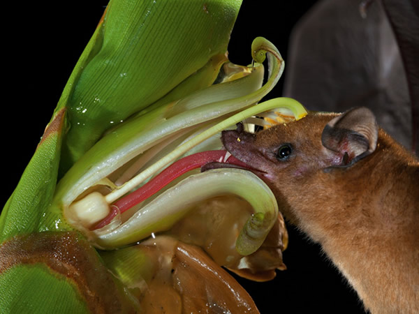 梅林‧塔特将这朵花切开，记录蝙蝠用舌头吸取花蜜、花药将花粉洒在蝙蝠额头上的画面。他把野生蝙蝠暂时关在笼子里以便拍照。 Photograph by M