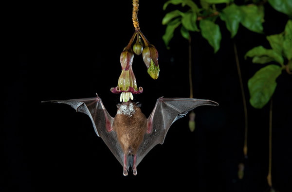 这朵光滑的钟形花反射回音，吸引一只身上布满花粉的蝙蝠从下方直飞上来。 Photograph by Merlin D. Tuttle