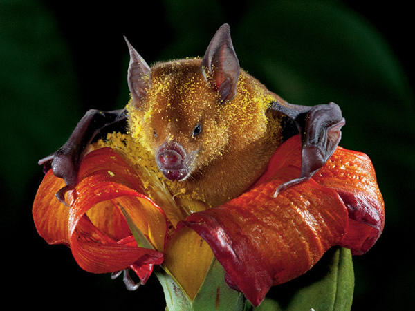 一只身上沾满花粉的蝙蝠从一棵高红槿树的花里爬出来，显示出毛皮可以携带多少花粉。这只蝙蝠生活在古巴东部一个有超过100万只蝙蝠的群落──堪称授粉者的大本营。 Ph