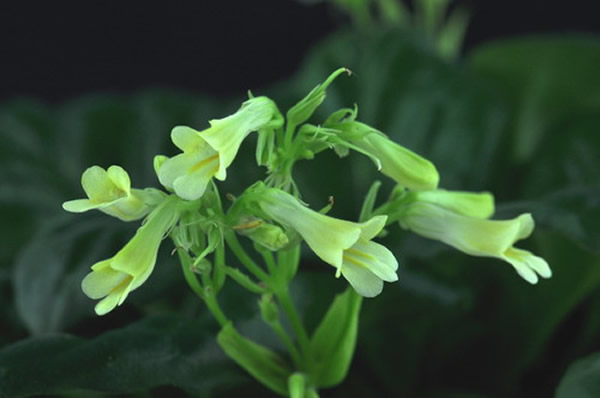 报春苣苔新品种—黄钻1