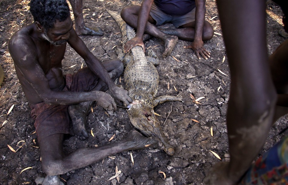 澳大利亚东阿纳姆地原住民保留地，雍古族原住民猎手Roy Gaykamangu切割一条刚刚猎杀的鳄鱼。