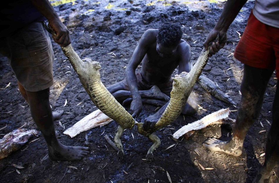 澳大利亚东阿纳姆地原住民保留地，雍古族原住民猎手Roy Gaykamangu切割一条刚刚猎杀的鳄鱼。