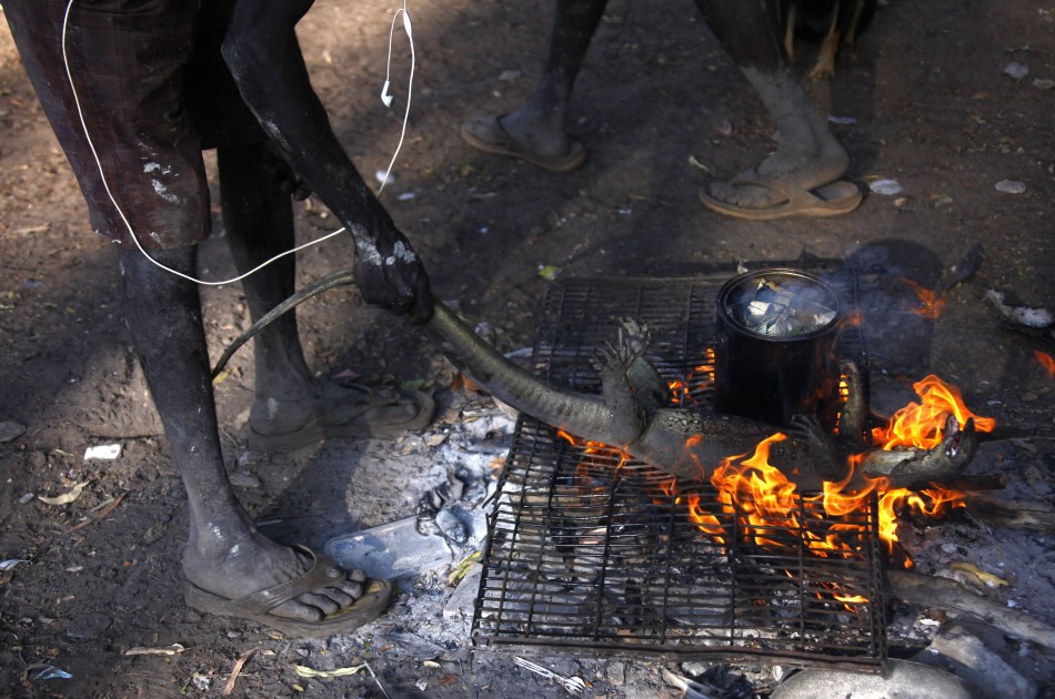 澳大利亚东阿纳姆地原住民保留地，雍古族原住民猎手Roy Gaykamangu将刚刚猎杀的一条澳大利亚特有的蜥蜴放入火中烹制。
