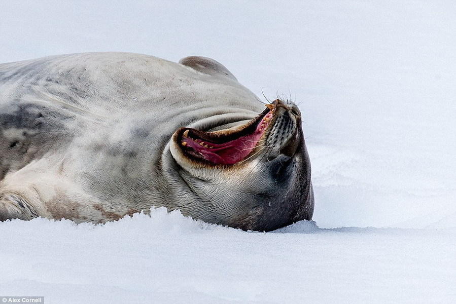 康奈尔拍摄到一只海豹在西尔瓦湾冰面上休息。