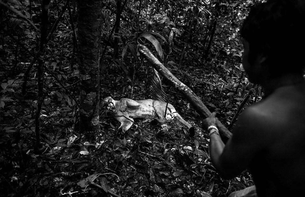 Awa-Guaja部落成员Alwxa 正在亚马逊热带雨林中和一只美洲豹战斗