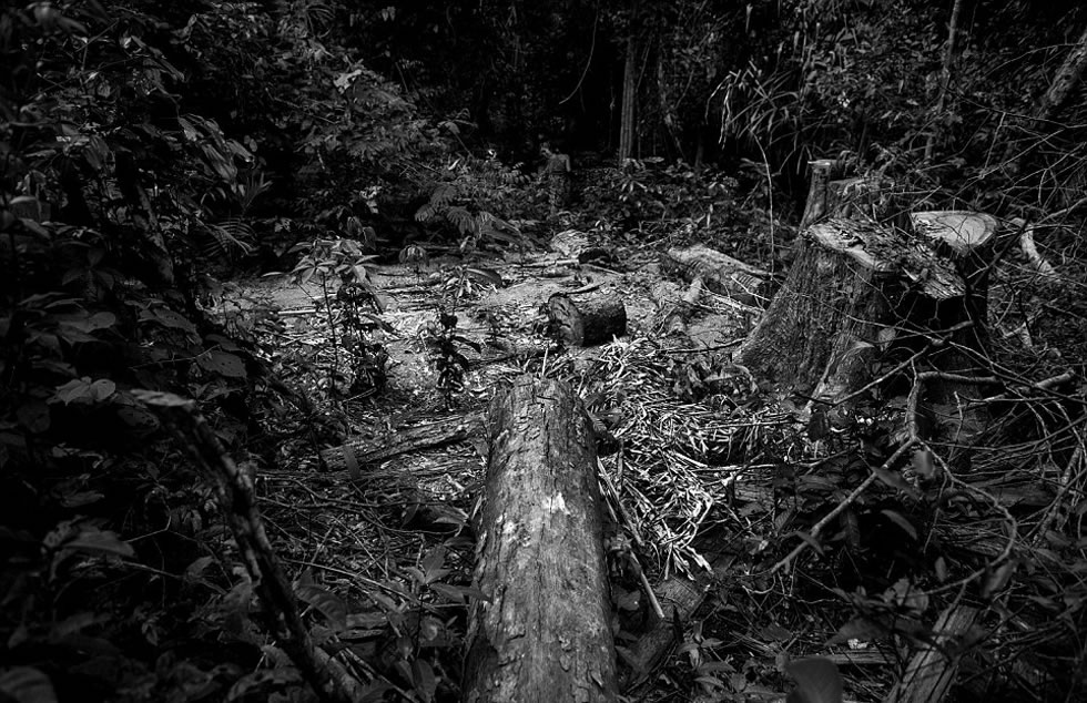 非法伐木严重侵蚀着这个部落赖以生存的土地