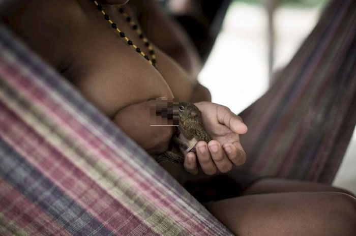 巴西亚马逊雨林神秘部落“阿佤族”妇女用乳哺育野生动物