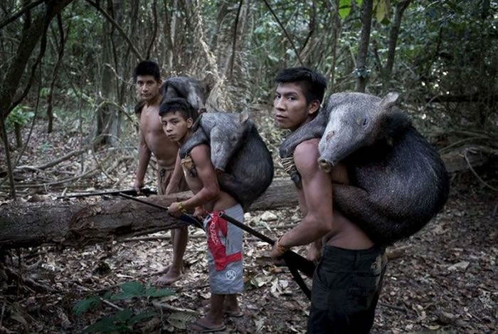 巴西亚马逊雨林神秘部落“阿佤族”妇女用乳哺育野生动物