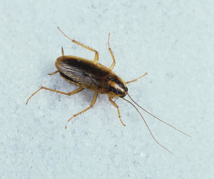 德国蟑螂最常跑进人体。 PHOTOGRAPH BY NIGEL CATTLIN, ALAMY