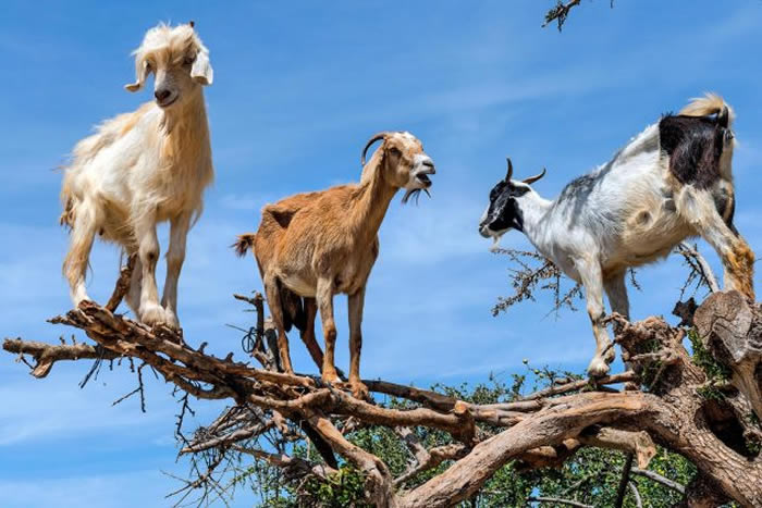 山羊高兴地爬到离地9公尺高，咀嚼着​​摩洛哥坚果树的果实。 / PHOTOGRAPH BY ABABSOLUTUM, GETTY IMA