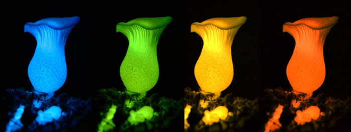 这一艺术性的构思概括了本文的一个主要发现。尽管所有的发生物光的真菌都发绿光（真正的蘑菇也是绿色的），但该真菌荧光酶可利用不同的底物，并导致发光强度和色彩改变。