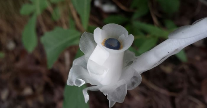 四川中学师生在达州花萼山考察时意外发现纯白色半透明叶子的怪异植物——珍稀水晶兰