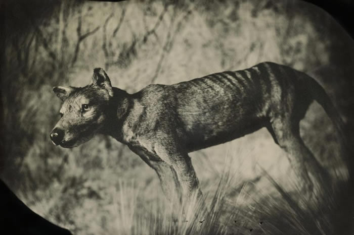 袋狼又叫做塔斯马尼亚虎，是一种有袋类掠食动物，最后的活体目击纪录是在1930年代。 TAXIDERMIC SPECIMEN, AMERICAN MUSEUM O