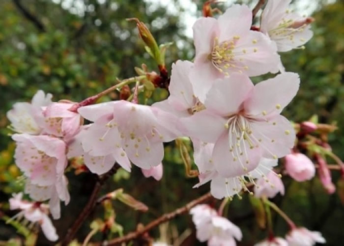 熊野樱或是百年来首确认新品种的野生樱花。