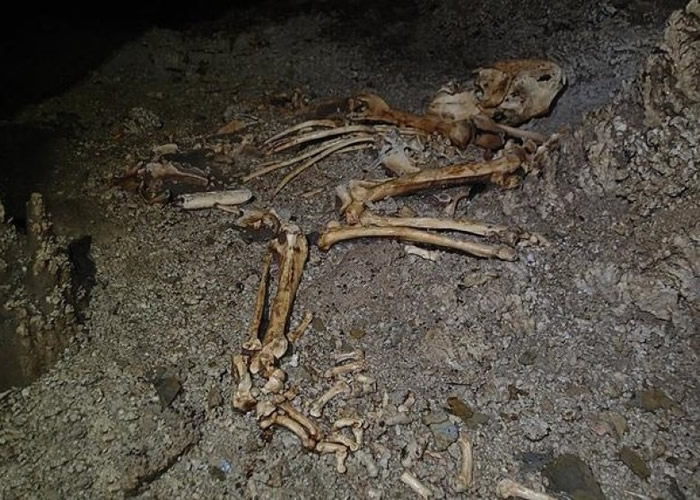 在双河洞大弯红名洞内发现了熊猫头骨化石。
