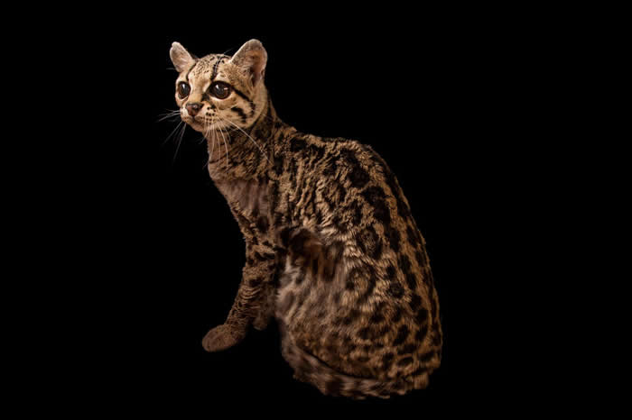 学者分析了来自赛依巴尔的46只动物遗骸，包括狗、鹿和一只长尾虎猫（Margay）（上）。PHOTOGRAPH BY JOEL SARTORE, NATIONAL