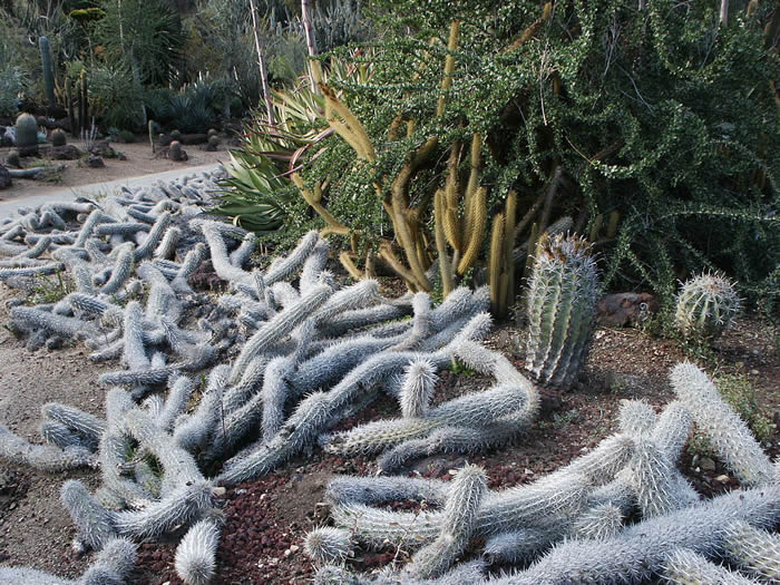 爬行的魔鬼：墨西哥罕见仙人掌“新绿柱属毛虫”能够复制自己穿越沙漠