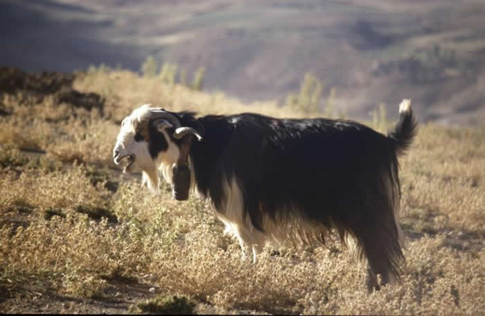 北美最早的犬类随人类一同到达新大陆 在新月沃土中对山羊的驯化过程是向四方扩散的