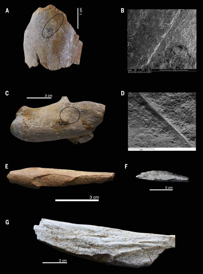 阿尔及利亚发现的石制工具和被切割的动物骨头表明现代人祖先在北非的时间更早