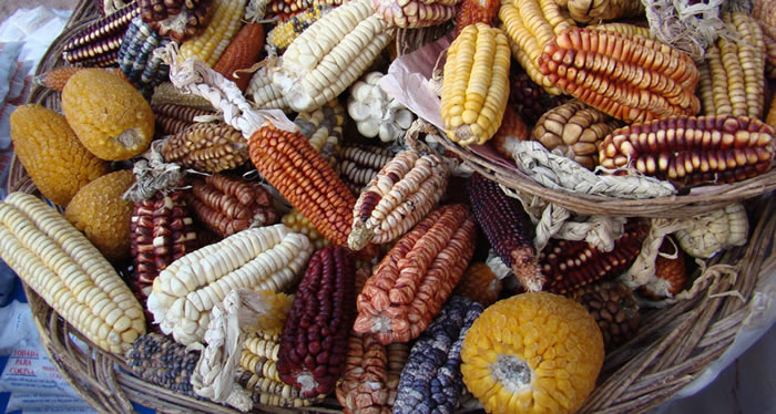 新研究发现玉米的驯化栽培过程始于近9000年前的现今墨西哥中部地区