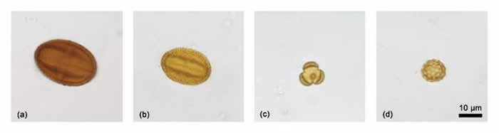 荞麦各加工阶段样片中出现的花粉 (a)和(b)为荞麦属；(c)蒿属；(d)藜科