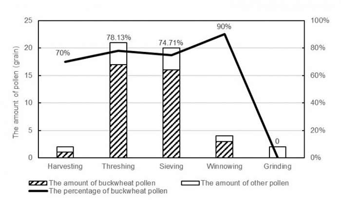 不同加工阶段花粉雨中荞麦花粉释放量均值及百分比均值