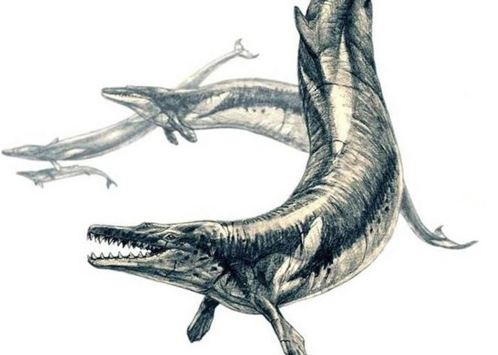史前顶级猎食者同类相残：埃及开罗出土的“龙王鲸”化石内发现“多留顿鲸”骸骨