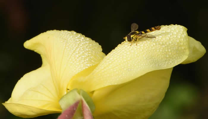在英国，一只棕黄相间的食蚜蝇（hoverfly ）停在一朵布满露珠的月见草上。 PHOTOGRAPH BY MICHAELGRANTWILDLIFE/ ALAM