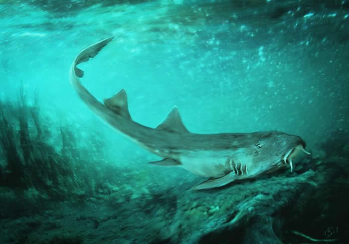 科学家在整理霸王龙化石Sue时发现鲨鱼新物种Galagadon