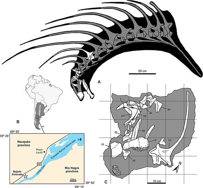 阿根廷巴塔哥尼亚发现叉龙科新品种恐龙Bajadasaurus pronuspinax 靠尖长背刺自卫