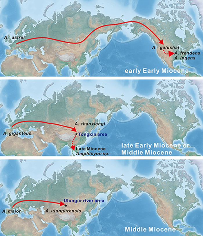 犬熊属在欧亚北美之间的迁徙示意图(江左其杲 供图)