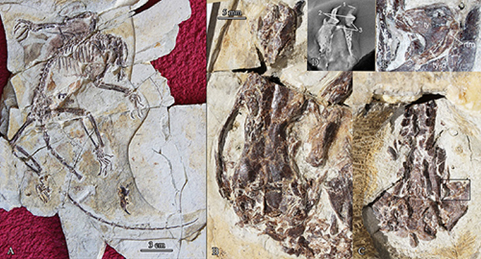 济赞堂奇兽模式标本以及头骨、外鼓骨形态（毛方圆 供图）