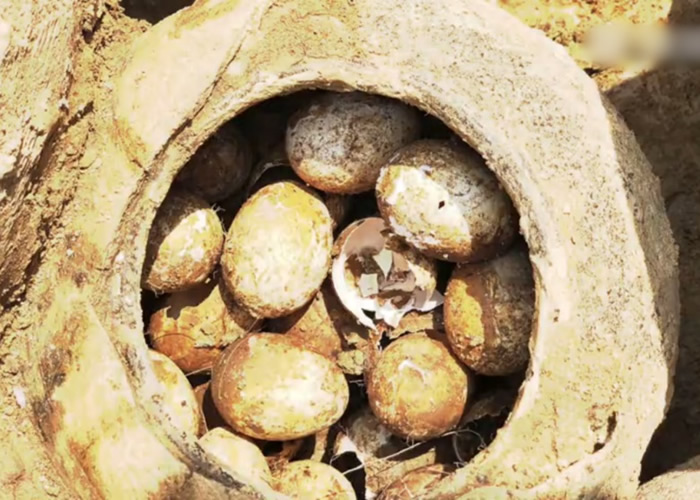 江苏省常州市溧阳上兴镇土墩墓发现一罐2500年前春秋时期的鸡蛋