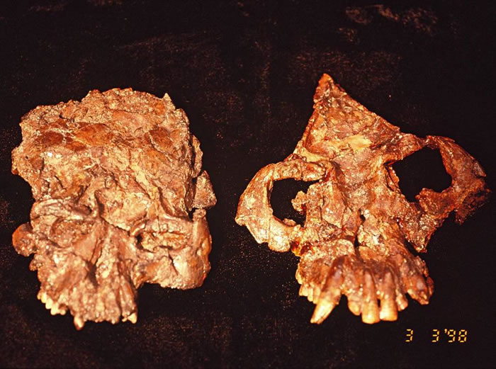 禄丰古猿头骨, 左曾经发表为为腊玛古猿，现修正为禄丰古猿的雌性（吉学平供图）