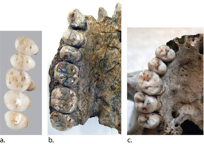 吕宋人的牙齿尺寸（a）与其他古人种（b,c）不同。