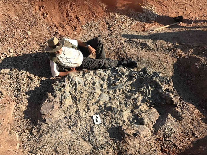 考古学家马丁内斯躺在其中一副恐龙化石旁拍照留念。