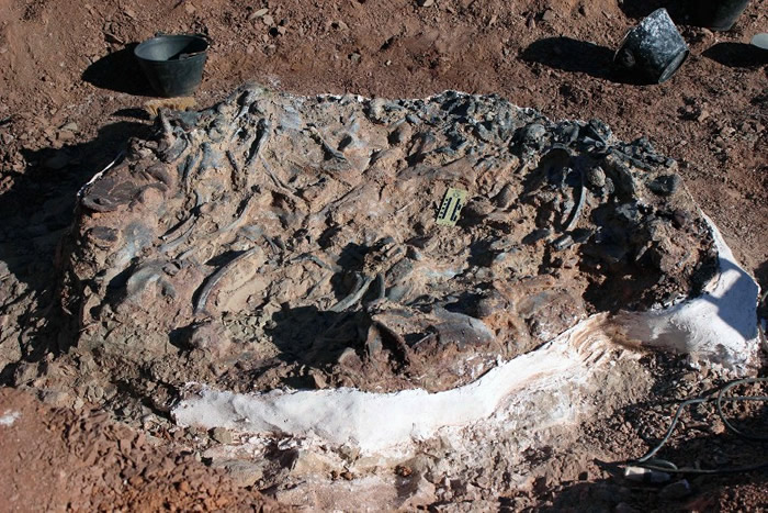 “恐龙墓地”包括了大约10副完整恐龙化石。