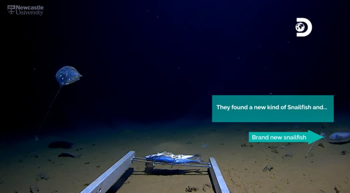 美国潜水团队在印度洋7192公尺深爪哇海沟拍摄到透明凝胶状新物种水母