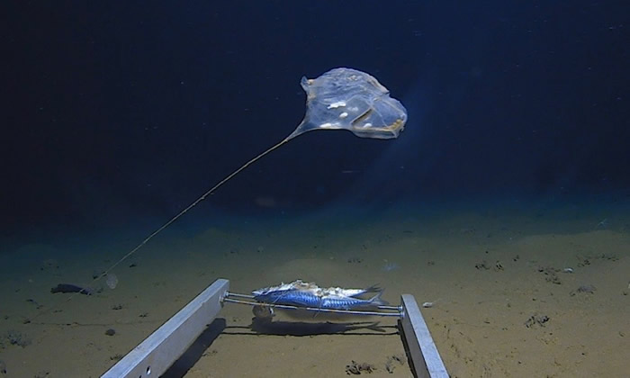 神秘海洋生物现身印度洋7000米海底 状如水母发蓝光疑是“海鞘”