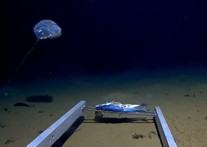 神秘海洋生物现身印度洋7000米海底 状如水母发蓝光疑是“海鞘”