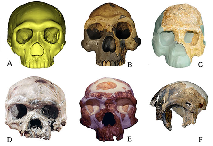 图5.华龙洞头化石（A）及其与中国其他古人类化石的对比。B：周口店直立人；C：南京直立人 D：大荔人；E：金牛山人；F：马坝人（吴秀杰供图）