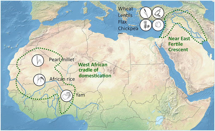 甘薯的基因组分析揭示西非农作物栽培的新摇篮